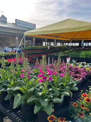 booth tent for plant sale at market
