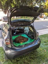 protect car trunk tarp